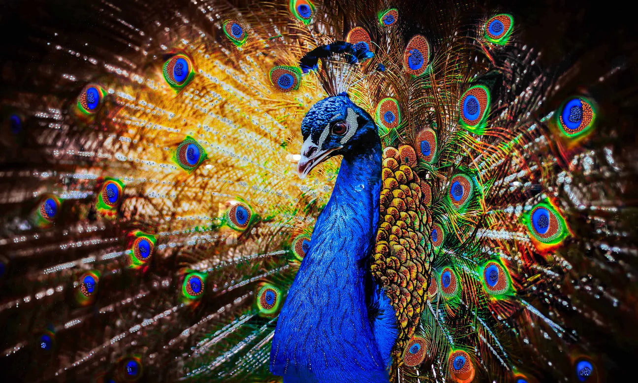 Peacock Glass Wall Art w/ Crystals 60"x36"