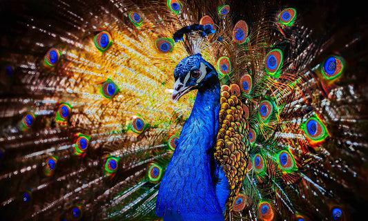 Peacock Glass Wall Art w/ Crystals 60"x36"